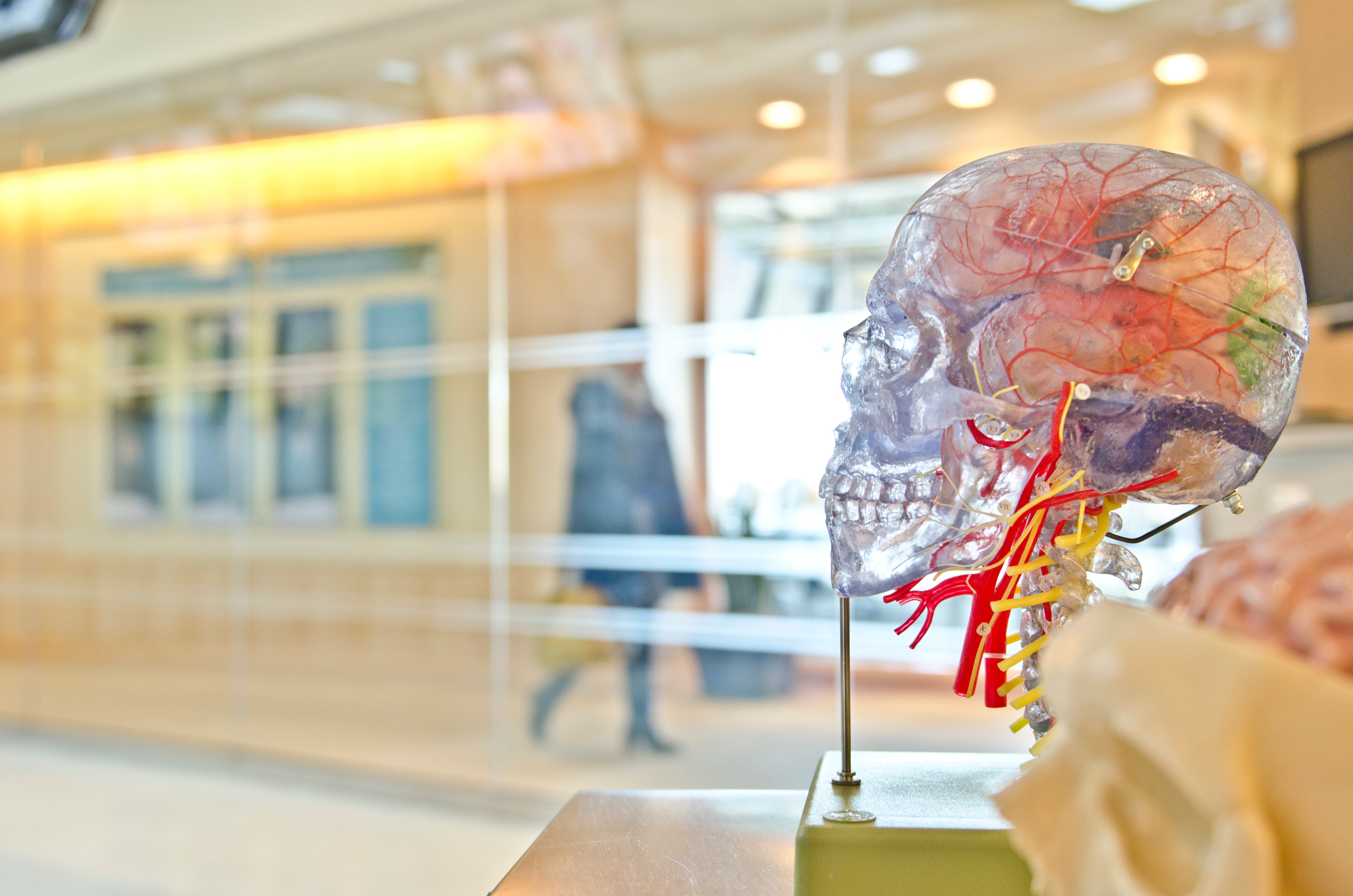Model of a human brain photographed in an anatomy lab.