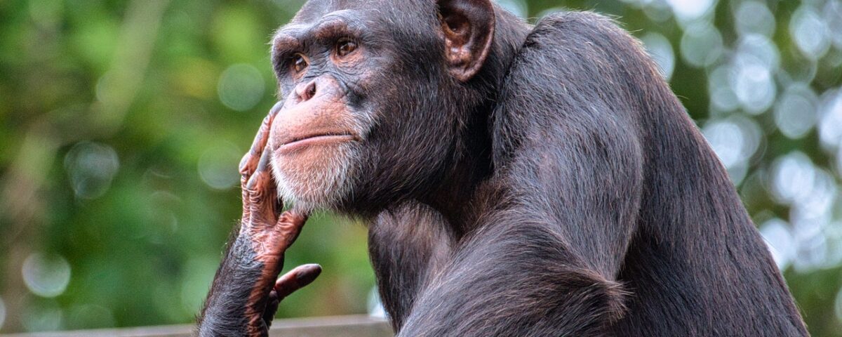 Photograph of a chimpanzee that appears to be thinking