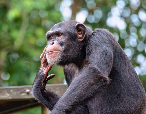 Photograph of a chimpanzee that appears to be thinking