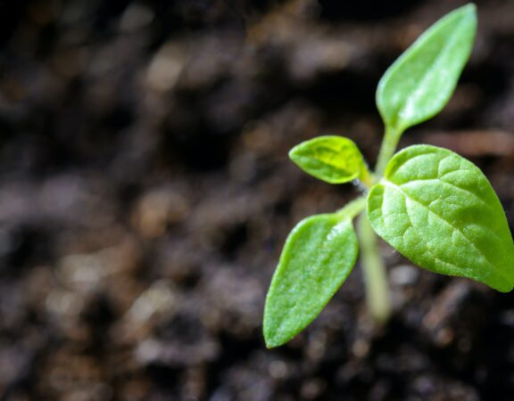 Photograph of a seedling plant sprouting in the soil.